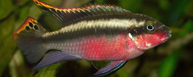 Barwniak czerwonobrzuchy - ryba akwariowa fot.aquapeixes.forumeiros.com