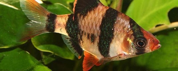 Brzanka Sumatrzańska - ryba akwariowa fot.seymourfish.com