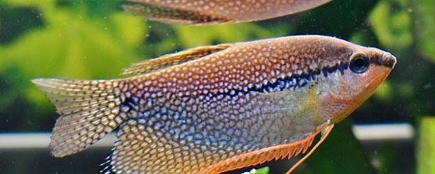 Gurami Mozaikowe - ryba akwariowa fot.pxleyes.com