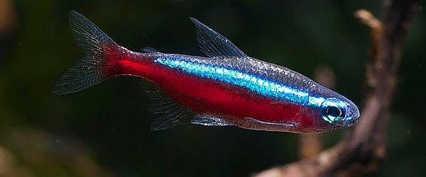 Neon Czerwony - ryba akwariowa fot.aquariumlife.com.au