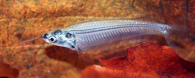 Sumik Szklisty - ryba akwariowa fot.aquaticrepublic.com