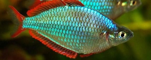 Tęczanka Neonowa - ryba akwariowa fot.rainbowfish.info